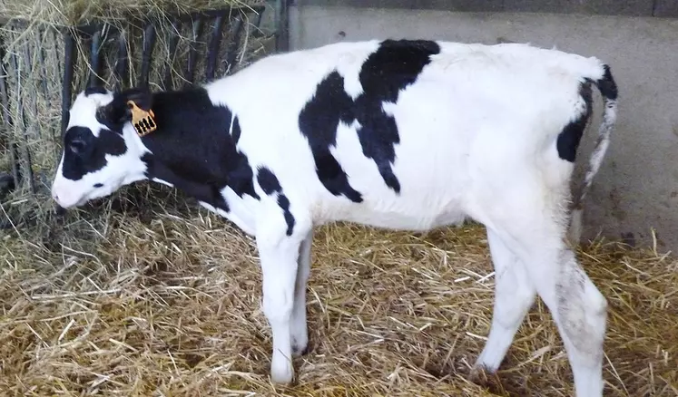 Cette génisse souffre d'un ulcère de la caillette.