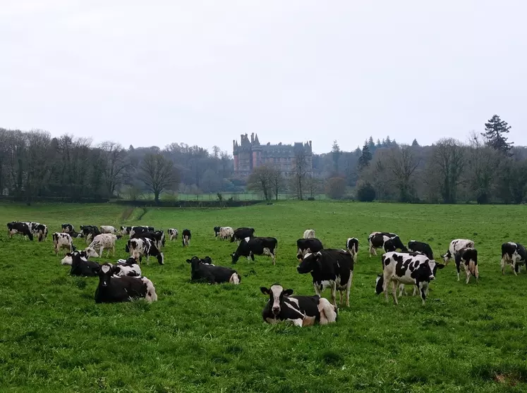 vaches prairies