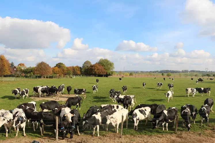 Vaches au pâturage Nord de la France