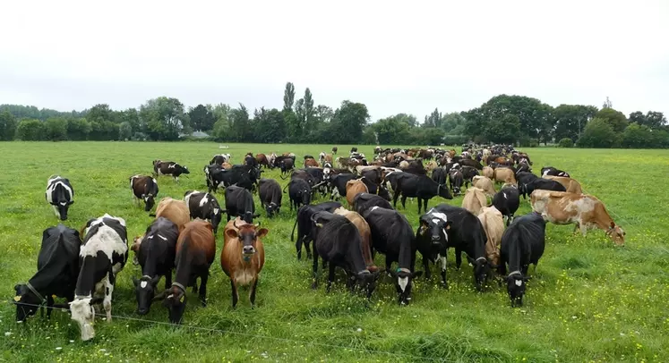 troupeau laitier au pâturage