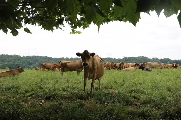 jersiaise au pré dans le Gers