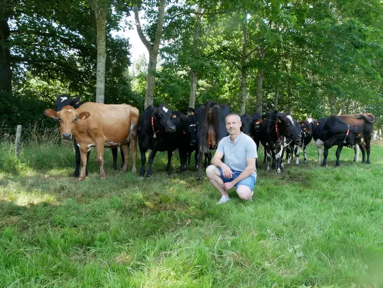 éleveur en Ile-et-Vilaine avec des vaches croisées jersiaises brunes des Alpes et prim'Holstein