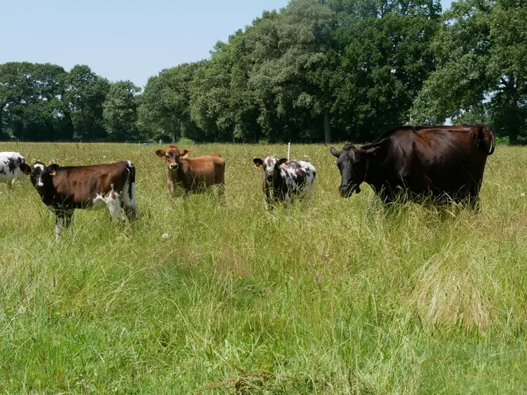 Vache nourrice et ses trois veaux adoptés.