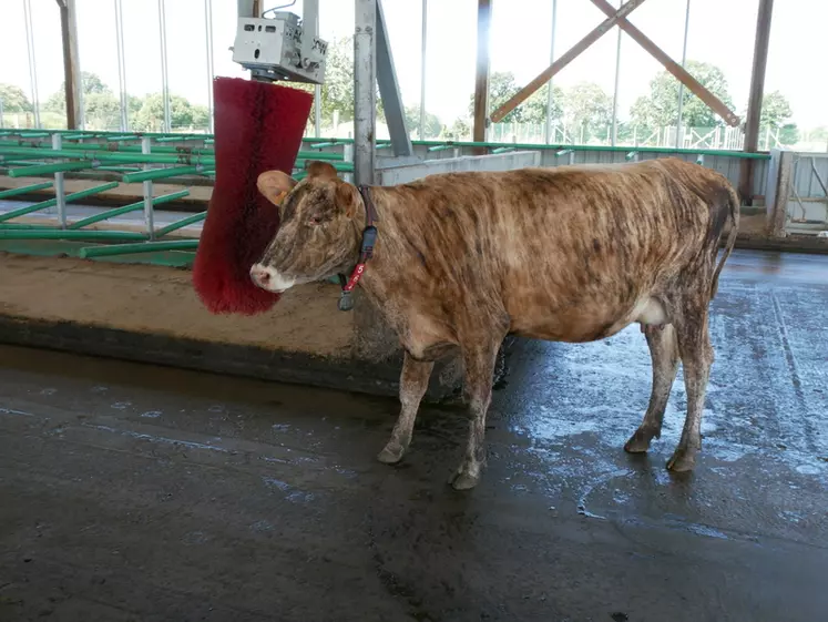 vaches croisée rouge scandinave, jersiais et prim’Holstein qui se gratte à la brosse.
