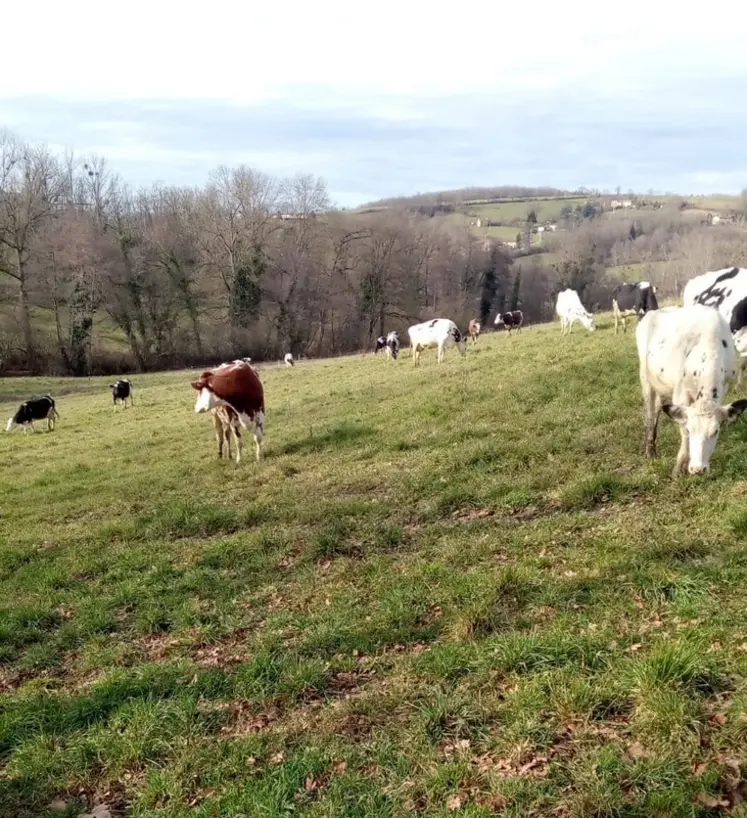 <em class="placeholder">vaches qui pâturent en hiver dans la Loire</em>