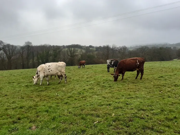<em class="placeholder">vaches laitières au pâturage</em>