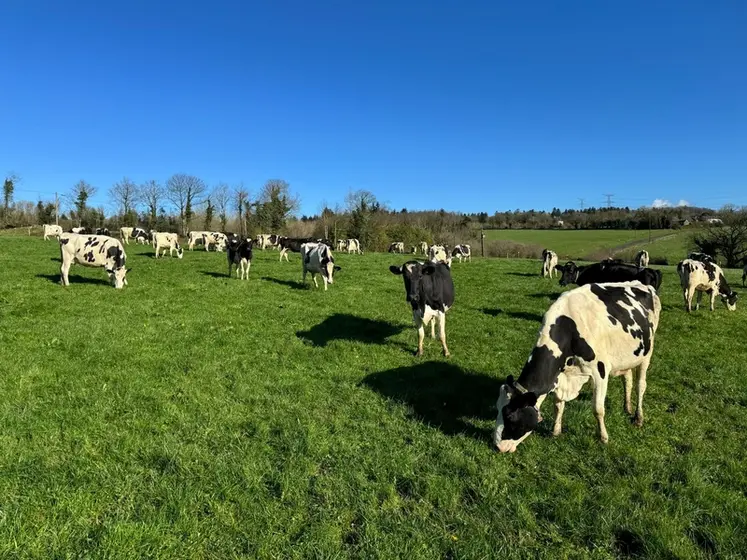 <em class="placeholder">pâturage de vaches laitières en fin d'hiver</em>
