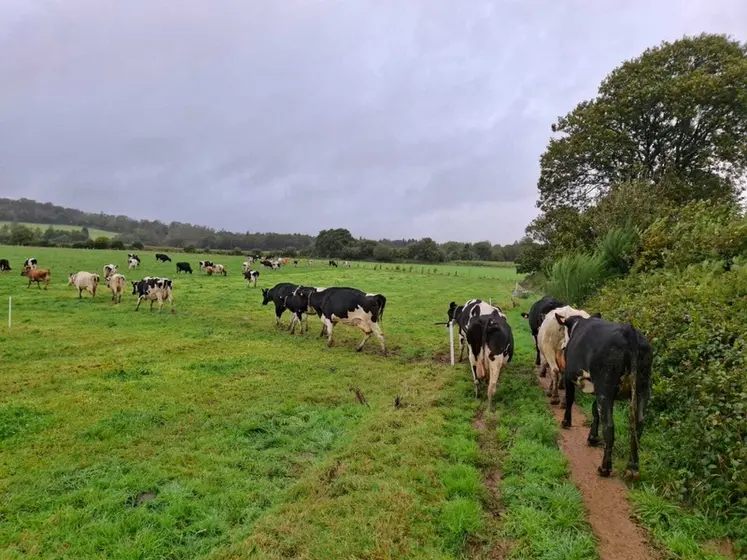 <em class="placeholder">vaches laitières entrant dans une prairie</em>