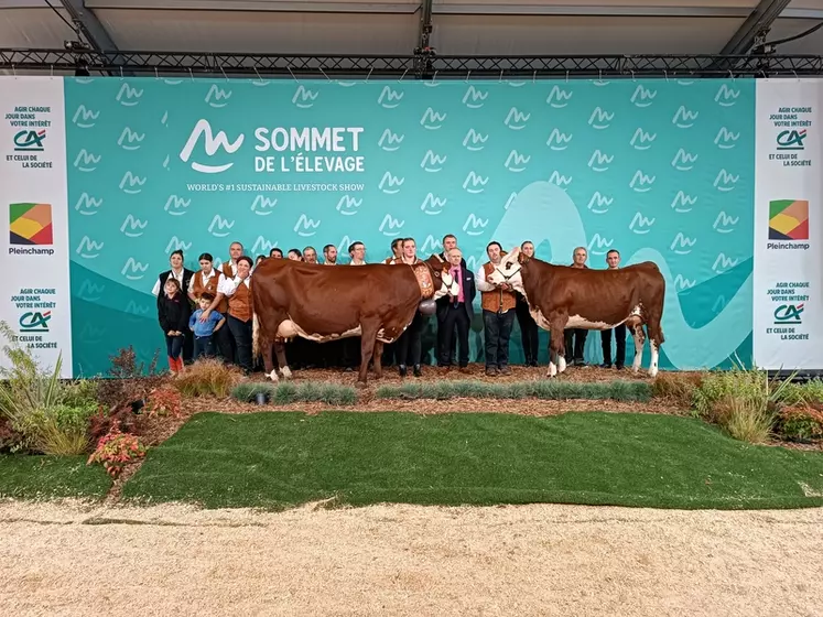 Nièvre, vache du Cantal, et Splendide, vache du Puy-de-Dôme, sont respectivement championnes abondance adulte et jeune du Sommet de l'élevage 2024.