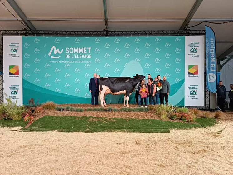 Renoncule, au Gaec de Lespinas dans le Lot, est la championne suprême prim'Holstein du Sommet de l'élevage 2024.
