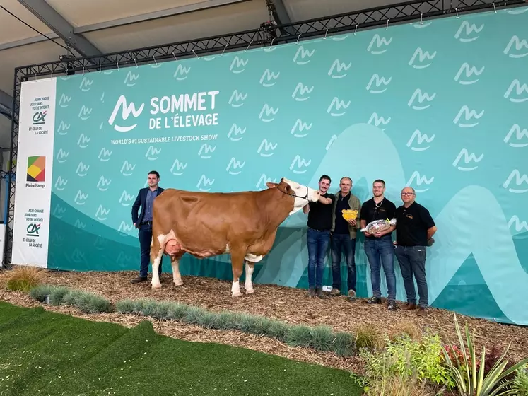Natalia, Simmental appartenant au Gaec du Giroux à Rignieux le Franc dans l'Ain, a produit 9 774 l en seconde lactation avec un TB de 38,3 et un TA de 35,6.