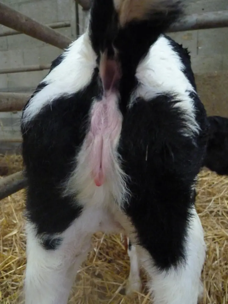 <em class="placeholder">Atrésie du colon veau laitier</em>