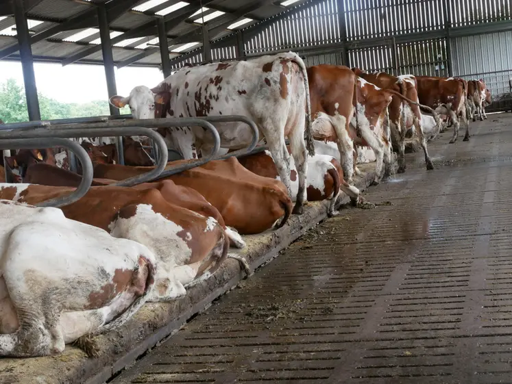 <em class="placeholder">Vaches dans des logettes.</em>