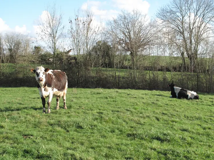 <em class="placeholder">Prairie avec une vache Normande et une vache de race Prim&#039;Holstein en Mayenne. </em>