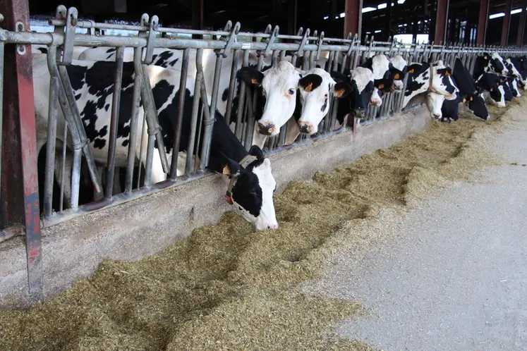 <em class="placeholder">vaches laitières mangent ensilage</em>