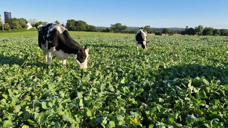 <em class="placeholder">pâturage vaches colza fourrager</em>