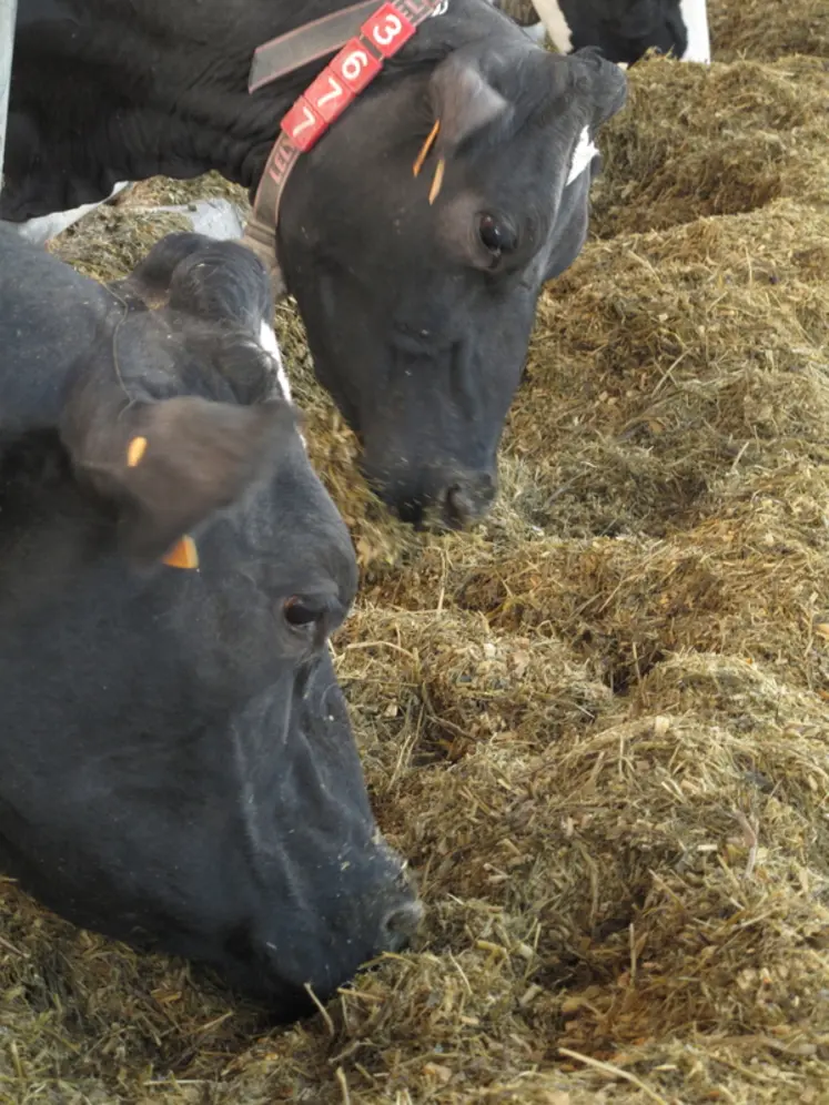 <em class="placeholder">Vaches laitières en train de manger une ration mélangée</em>