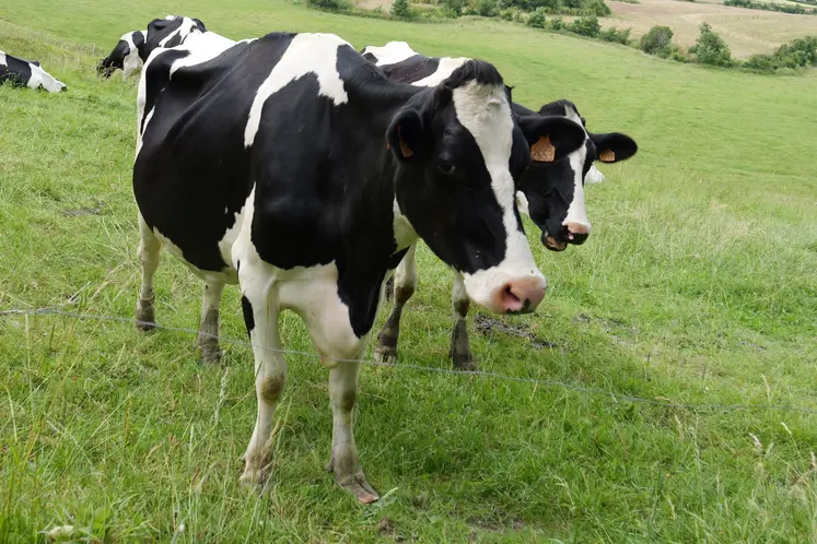 Vache laitière prim'holstein