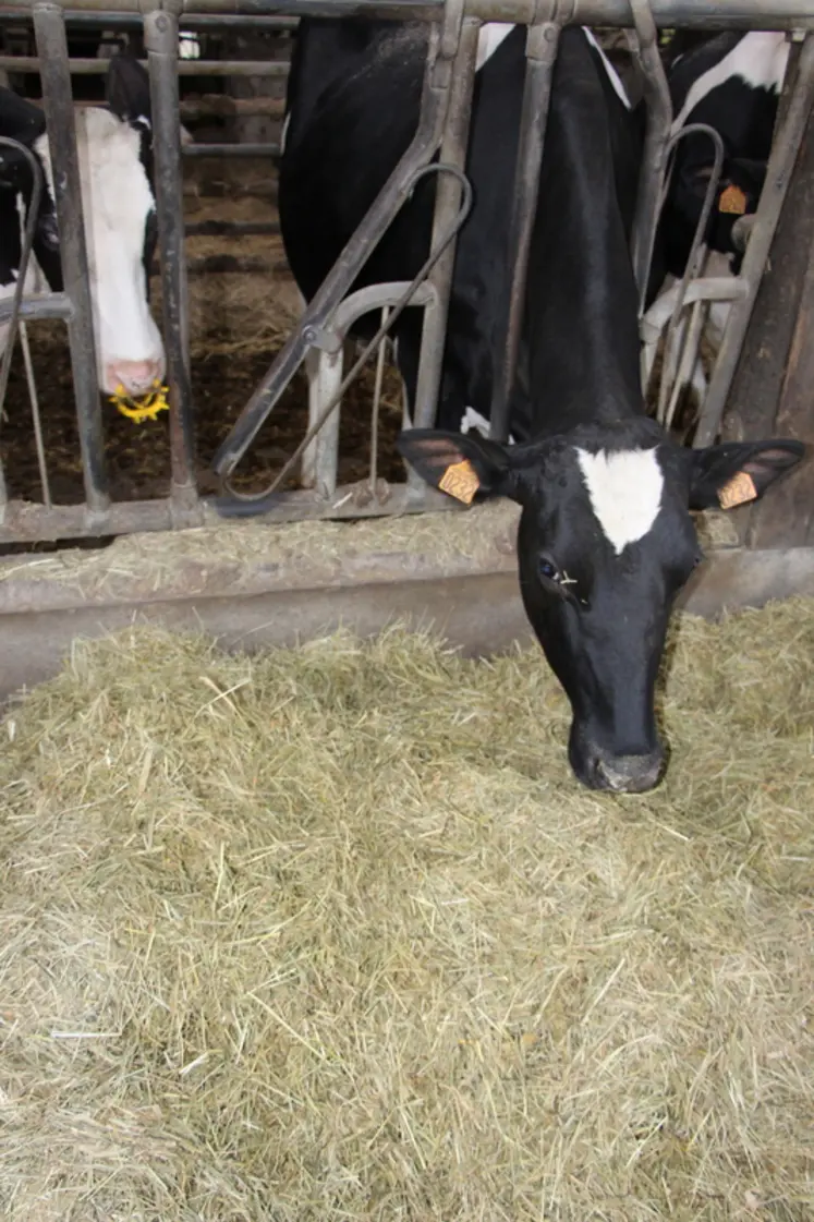 <em class="placeholder">L’ingestion doit être d’au moins 12 kg MS par vache et par jour. </em>