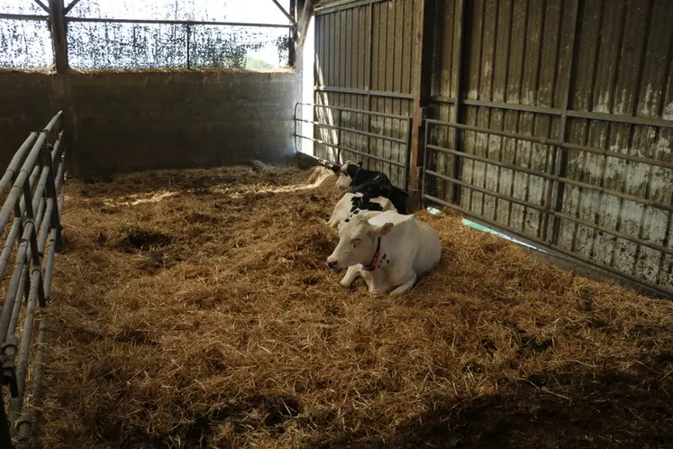 <em class="placeholder">Mieux vaut privilégier une aire paillée ou des logettes sur sable ou sur compost pour offrir le meilleur confort aux vaches en préparation au vêlage. </em>