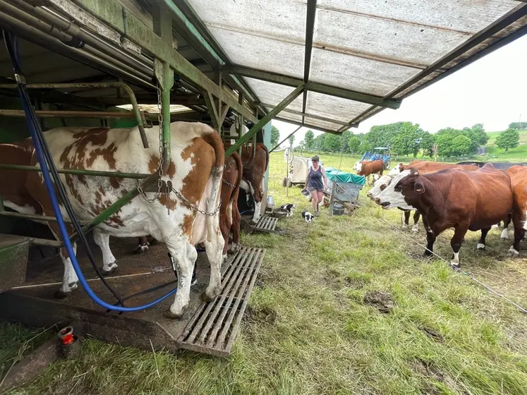 <em class="placeholder">installation de traite mobile pour vaches laitières</em>