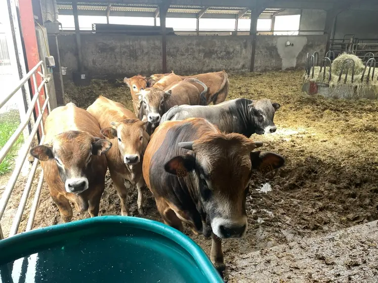 <em class="placeholder">bovins aubrac en stabulation</em>
