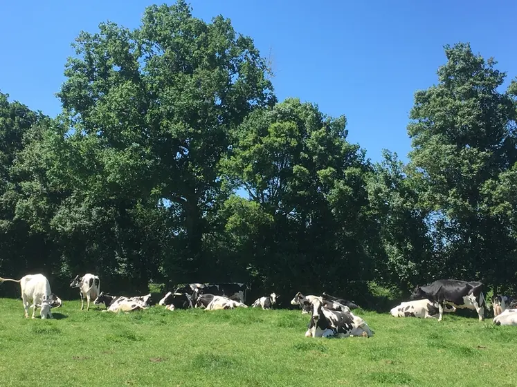 <em class="placeholder">vaches au pâturage à l&#039;abri d&#039;une haie dans l&#039;Ain.</em>