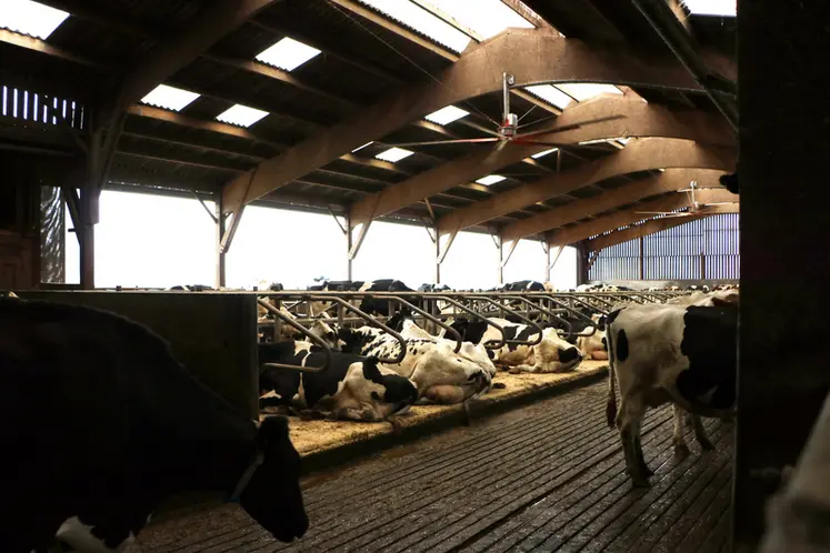 <em class="placeholder">stabulation de vaches laitières avec des logettes</em>