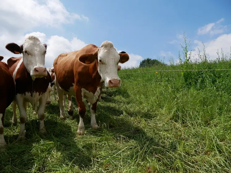 <em class="placeholder">Dans le département du Rhône, les vaches laitières montbéliardes pâturent un mélange variétal au fil avant.</em>