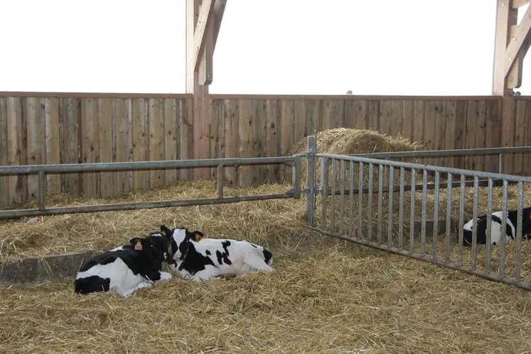 <em class="placeholder">génisses laitières sur aire paillée en case collective</em>