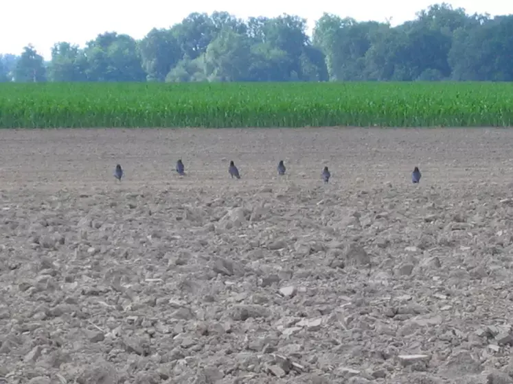 <em class="placeholder">corvidés dans un champ </em>