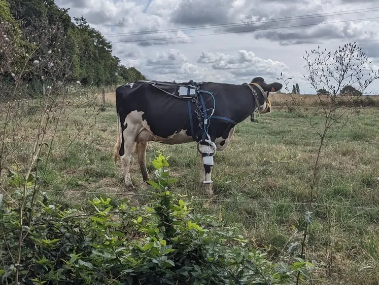 <em class="placeholder">vache équipée pour mesure de courant électrique continu</em>