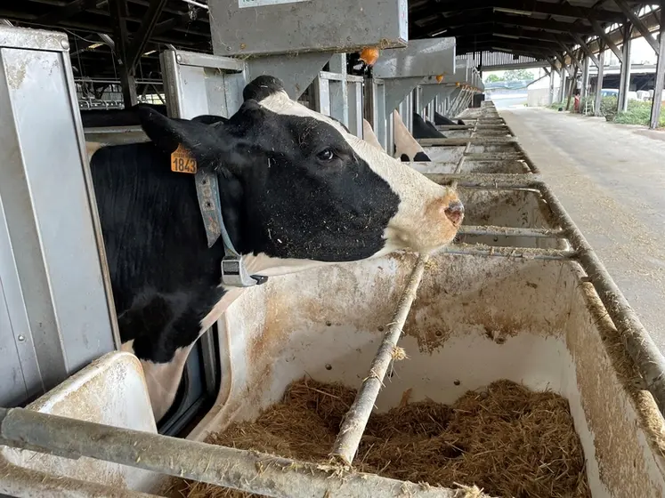 <em class="placeholder">vache tarie qui mange dans l&#039;auge peseuse de la ferme expérimentale des Trinottières</em>