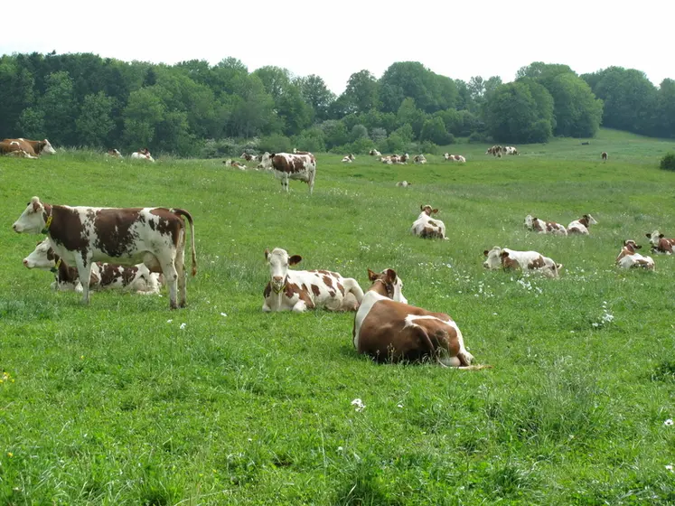 <em class="placeholder">vaches laitières au pâturage</em>