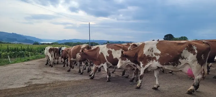 <em class="placeholder">vaches Procross marchant sur la route pour retrouver leur pâture</em>