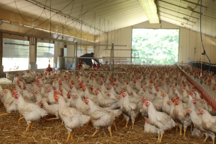 le candidat vaccin universel de l'inrae est breveté pour les poulets
