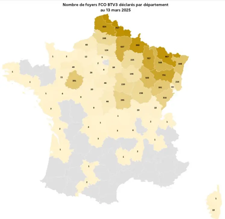 Carte de la répartition des foyers déclarés de FCO 3 en France, à date du 13 mars 2025.