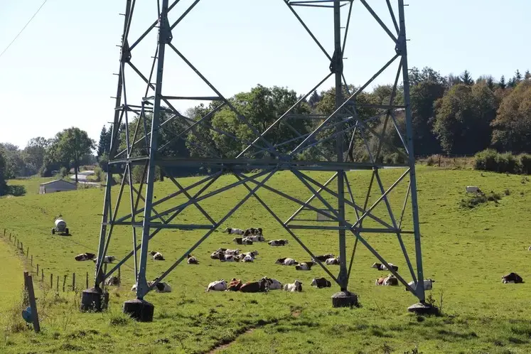 Vaches normandes sous une ligne à haute tension