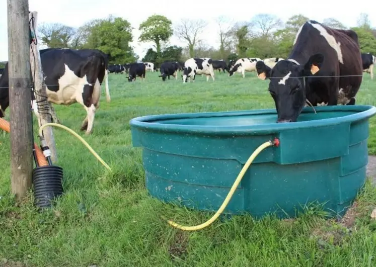 <em class="placeholder">vache laitière boit de l&#039;eau dans un abreuvoir dans une prairie</em>