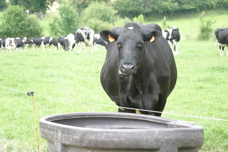 <em class="placeholder">I M G _ 9 9 8 6 / prim&#039;holstein au pÃ¢turage, prairie, en mayenne, au Gaec de la pÃ©rouse. Abreuvoir. Abreuvement des vaches. Elevage laitier. Bovins lait</em>