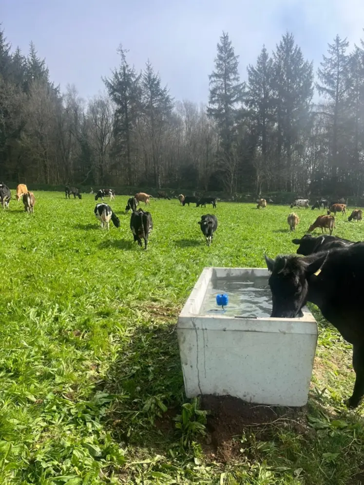 <em class="placeholder">Abreuvoir dans une prairie avec une vache qui boit</em>