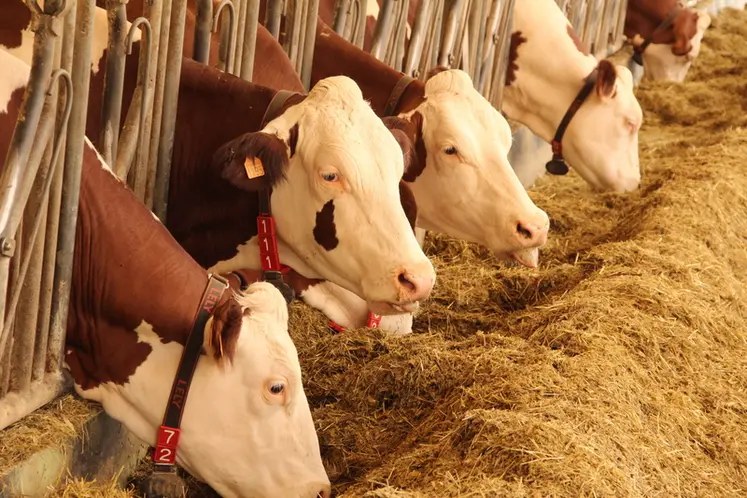 <em class="placeholder">vaches laitières aux cornadis</em>