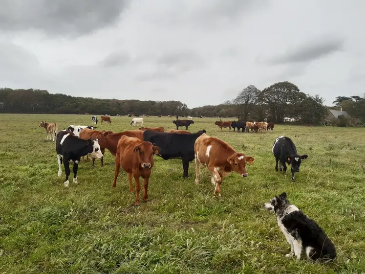 <em class="placeholder">Au premier plan, les génisses de 7-8 mois, au second les génisses de 19-20 mois et au fond les vaches traites. </em>