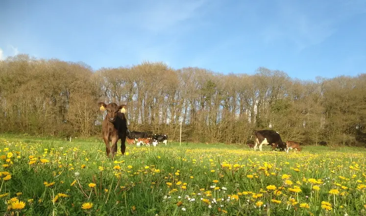 <em class="placeholder">vaches laitières nourrices</em>