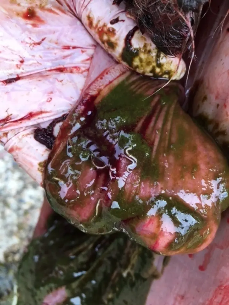 <em class="placeholder">Strongles intestinaux visibles dans la lumière de l’intestin grêle</em>