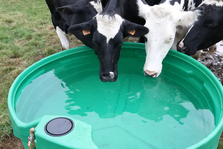 <em class="placeholder">Deux vaches laitières boivent de l'eau dans un bac plastique au pâturage.</em>