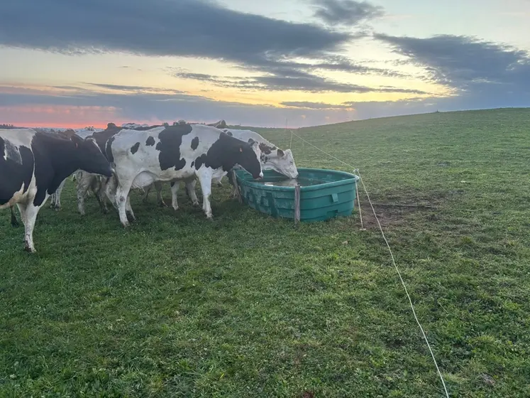 <em class="placeholder">vaches laitières buvant dans un bac en plastique dans une prairie</em>