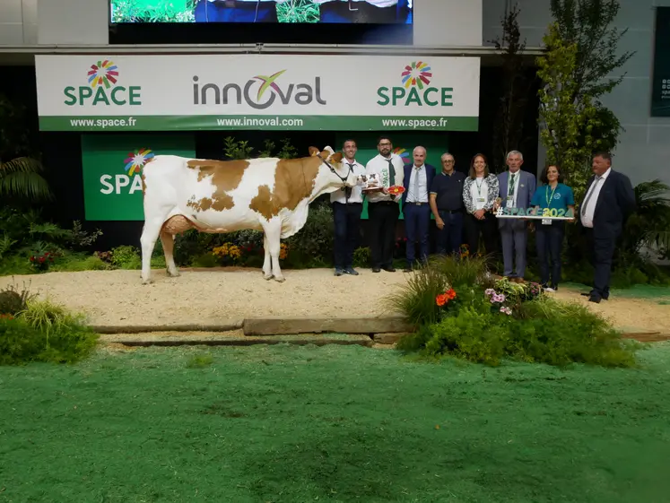 Orientale, du Gaec des Champs Fleuris (49), grande championne du concours Montbéliard au Space 2024.