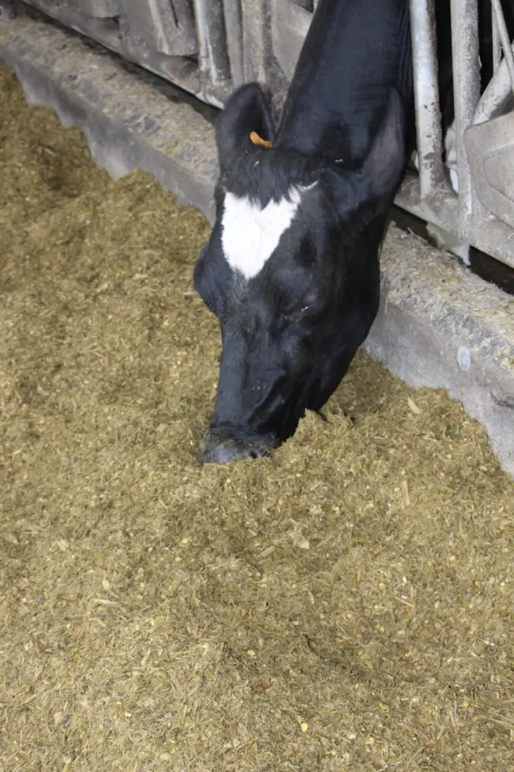 <em class="placeholder">vache qui mange au cornadis</em>