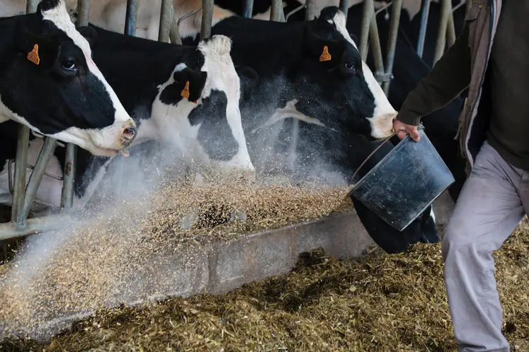 <em class="placeholder">Distribution de concentrés à des vaches laitières</em>